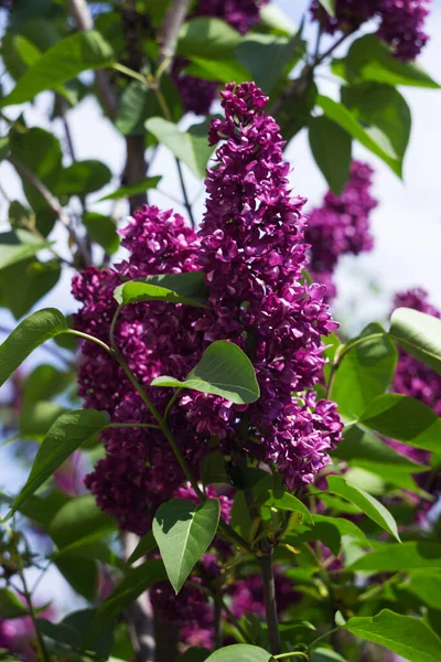 Blooming Pink Lilac Bush Spring Concept Fragrant Flowers — Stock Photo, Image
