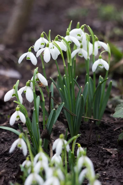 Bloeiende Struik Van Sneeuwklokjes Het Bos Vroeg Voorjaar Witte Bloemen — Stockfoto