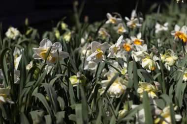 Aydınlık bir bahar gününde çiçek tarhında farklı türde nergisler çiçek açar. Basit, alışılmadık ve nergisler.