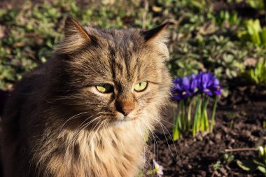 Yumuşak kedi baharda çiçeklerin arasında oturur. Süsenli bir çiçek tarhında evcil hayvan. Bahar