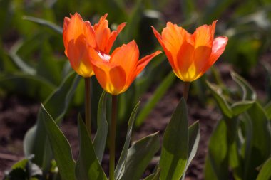 Bahar bahçesinde üç parlak turuncu lale çiçek açar. Parlak gün, arkaplan