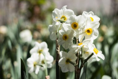 Narcissus multiflorous (Tazetta) - bahar beyaz çiçekleri, arka plan. Çiçek açan sıradışı nergisler