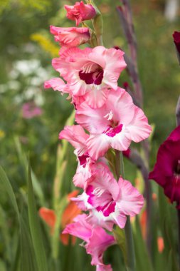 Çiçek açan güzel gladyatörler diğer çiçeklerin arasında bahçede çiçek açarlar. Koyu renkli (Şarap ve Güller) büyük çiçekli pembe gladiolus. Bahçe geçmişi. Bahçede büyüyen çiçekler.