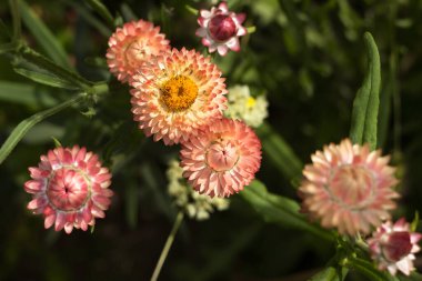 Bahçede parlak turuncu Xerochrysum bracteatum (Helichrysum bracteatum veya Paper Flower) çiçekleri yetişir, yazın güzel parlak çiçekler. Bahçıvanlık, şeftali ağacı yetiştirme.