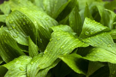 Hosta yağmur damlalarıyla ayrılıyor. Köy bitkisi, yeşil taze arka plan