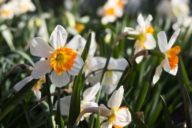 Turuncu renkli kekeme beyaz nergisler. Bahçede açan bahar çiçekleri