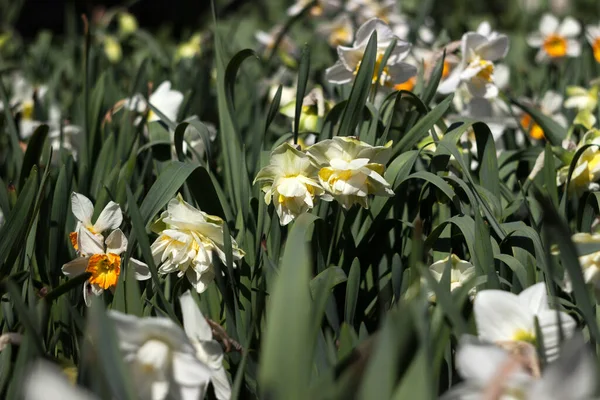 Aydınlık bir bahar gününde çiçek tarhında farklı türde nergisler çiçek açar. Basit, alışılmadık ve nergisler.