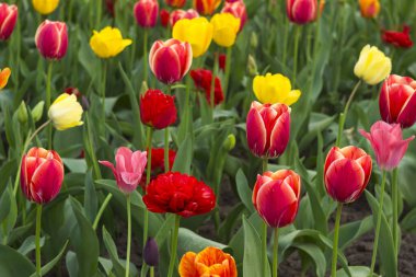 Bahçede bir sürü renkli lale var. Kırmızı, sarı, turuncu çiçekler İlkbaharda laleler açar. Arkaplan