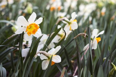Turuncu renkli kekeme beyaz nergisler. Bahçede açan bahar çiçekleri