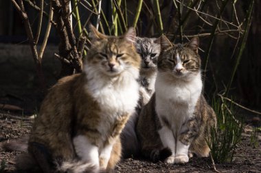 Üç renkli kedi bir kamerayla caddeye bakıyor. Evsiz hayvanlar baharda yerde otururlar.