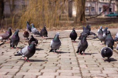 Gri, siyah ve kahverengi güvercin sürüsü bir bahar günü asfalt levhalar üzerinde yürür. Sokakta bir sürü kuş var..