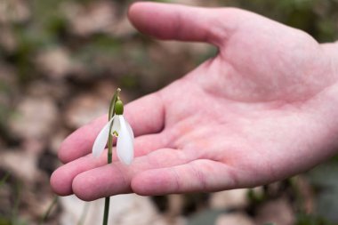 Bir adam beyaz bir kar damlası koparmak niyetinde, bahar. Nadir bulunan çiçekleri toplayamazsın.