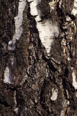 Birch Bark, arka plan. Beyaz gri ahşap doku