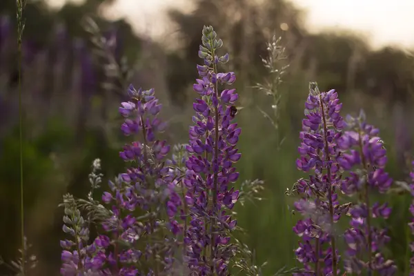 Lilaklupiner Vid Solnedgången Bakgrundsbelysning Vackra Sommarblommor Blommar Ängen — Stockfoto