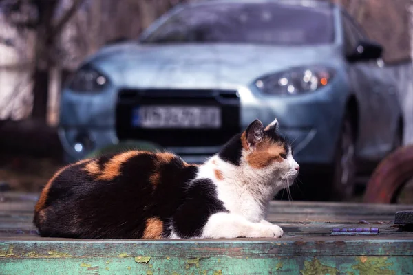 Tricolor Katt Sitter Bakgrunden Blå Bil Däggdjur Vilar Staden — Stockfoto