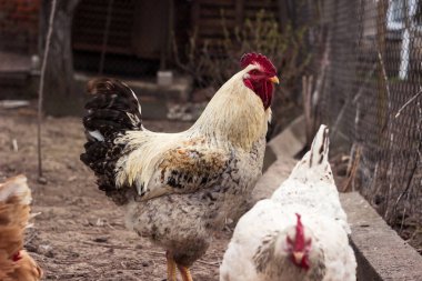 Güzel bir yetişkin gri-siyah horoz kırmızı bir tarakla ev bahçesindeki dalların üzerinden geçiyor. Kümes hayvanları, tavuklar, tarım.