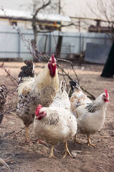 A beautiful adult gray-black rooster with a red comb stands sideways to the camera, surrounded by chickens. Poultry, agriculture