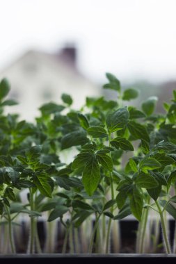 Pencere kenarında domates fideleri yetişiyor. Evde sebze filizleri, tarım. Yeşil arkaplan