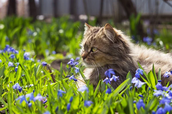 Flauschige Katze Die Einem Sonnigen Tag Inmitten Blauer Frühlingsblumen Ruht lizenzfreie Stockfotos