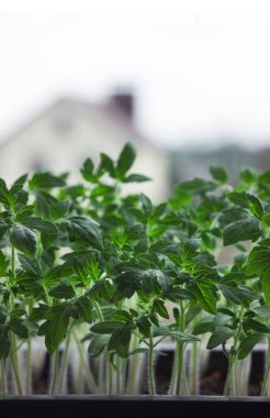 Pencere kenarında domates fideleri yetişiyor. Evde sebze filizleri, tarım. Yeşil arkaplan