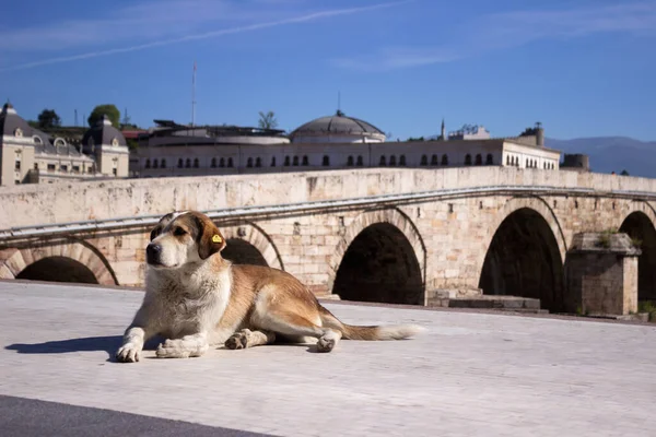 Duży Pies Uliczny Leży Centrum Miasta Tle Kamiennego Mostu Nad — Zdjęcie stockowe