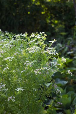 Bahçede olgunlaşmış tohumlarla birlikte kişniş yetişiyor. Cilantro, baharat taneleri. Tarım