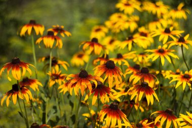 Rudbeckia hirta var. Pulcherrima (Kara Gözlü Susan) - Bahçede açan parlak sarı çiçekler. Yeşil Arkaplan