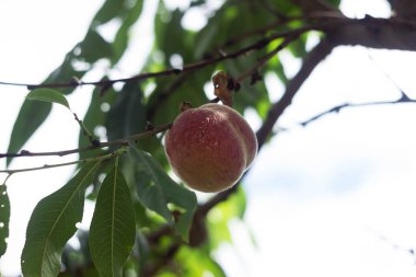 Olgun şeftaliler ağaçta yetişir, yaz mevsimi. Güzel gün ışığında meyveler
