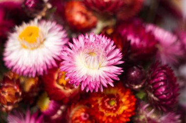 Xerochrysum bracteatum 'un (Helichrysum bracteatum) pembe ve kırmızı çiçekleri, makro. Arka plan, kurumuş çiçekler, kapatın.
