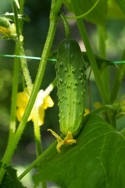 熟した緑のキュウリが成長し 茂みに掛けます 野菜栽培 — ストック写真