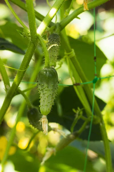 Ripe Green Cucumber Grows Hangs Bush Vegetable Growing Agriculture — Stock Photo, Image