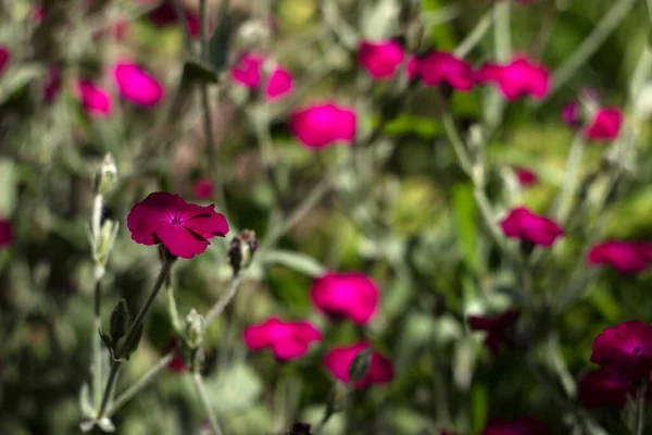 Silene Coronaria Letní Jasné Květy Kvetou Zahradě Pozadí — Stock fotografie