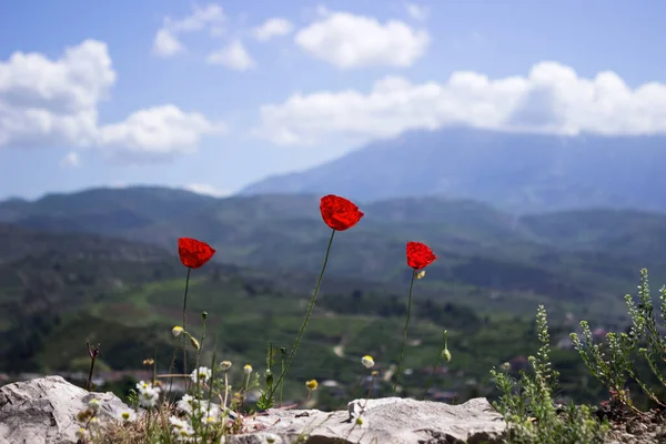 Drie Rode Papavers Bloeien Een Fort Berat Albanië Tegen Achtergrond Stockafbeelding