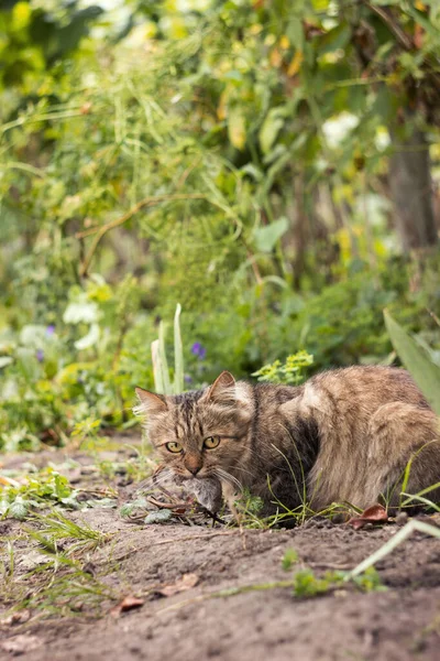 Domestic Fluffy Cat Caught Mouse Yard Hunting — Stock Photo, Image