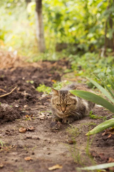 Evcil Tüylü Bir Kedi Bahçede Bir Fare Yakaladı Avlanma — Stok fotoğraf