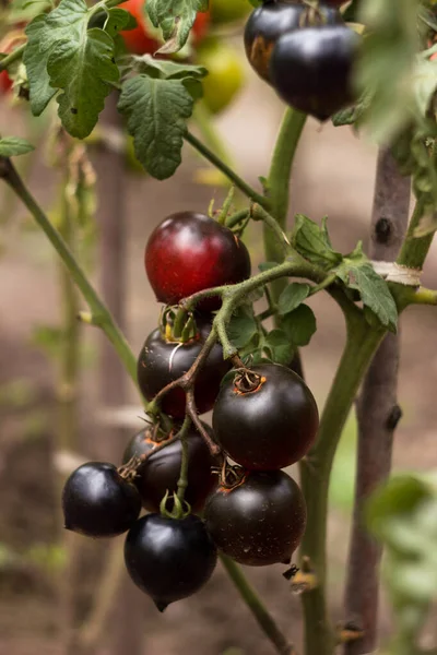 Tomates Pretos Incomuns Astut Jardim Cultivo Legumes Agricultura — Fotografia de Stock