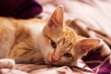 Uykulu, beyaz, kızıl, küçük bir kedi mor bir battaniyenin üzerinde yatıyor. Dinlenen hayvan