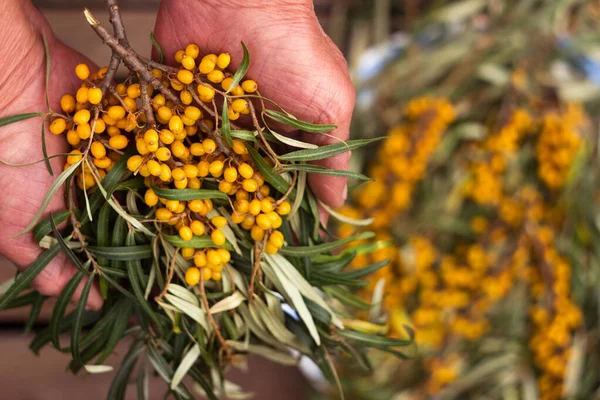 Bir kadın elinde deniz dikenli böğürtlen dalları tutuyor. Yararlı meyveler, hasat
