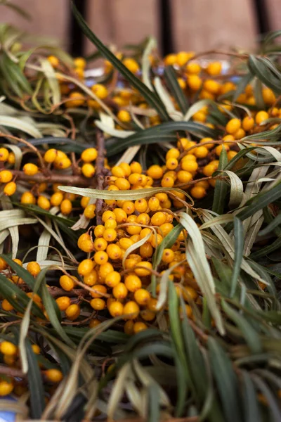 Deniz dikenli üzümlü dallar beyaz ve mavi bir tabakta, ahşap bir arka planda yatar. Sağlıklı sonbahar meyveleri