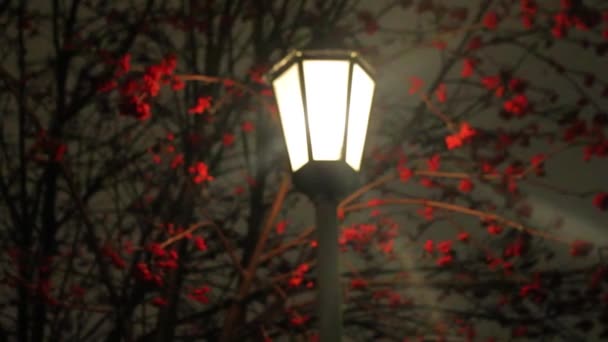 Ночь зимний фонарь с падающим снегом — стоковое видео