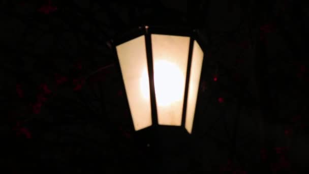 Noche lámpara de calle de invierno con nieve cayendo — Vídeo de stock