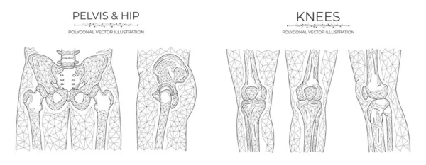 Векторный Многоугольный Таз Колени Анатомическая Модель Таза Тазобедренного Сустава Коленного — стоковый вектор