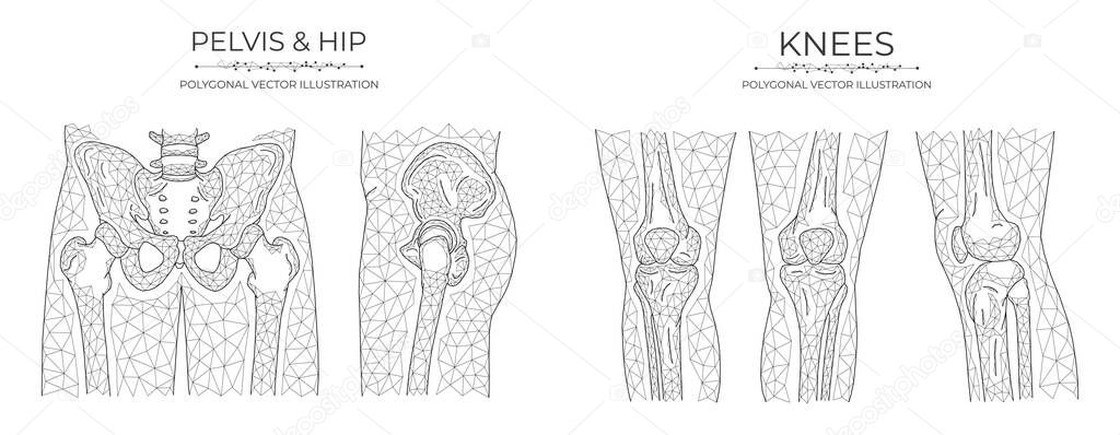 Vector polygonal pelvis and knees. Anatomical model of the pelvis, hip joint and knee joint.