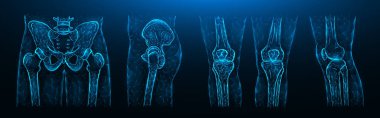Leğen kemiğinin poligonal çizimi, kalça eklemi ve dizler koyu mavi arkaplanda. İnsan Anatomisi Tıbbi Şablonu.