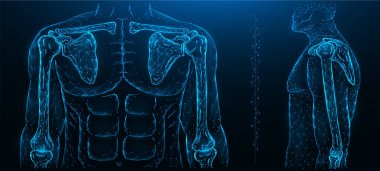 İnsan modeli, omuz eklemi ve dirsek ekleminin çokgen vektör çizimi. İnsan kas iskeleti sistemi.