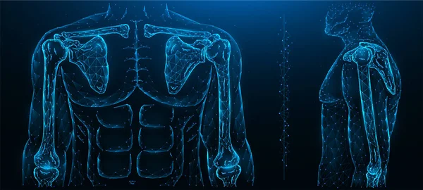 Mnohoúhelníkové Vektorové Znázornění Lidského Modelu Ramenního Kloubu Lokte Lidský Muskuloskeletální — Stockový vektor