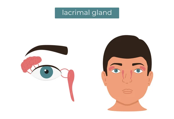 Ilustração Plana Vetorial Anatomia Glândula Lacrimal — Vetor de Stock