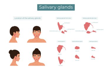 Parotid, submandibular ve dilaltı tükürük bezlerinin vektör çizimi. Tükürük bezlerinin yeri..