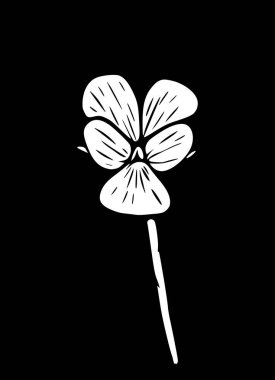 Mor bir çiçeğin vektör çizimi. Modern çiçek sanatı, siyah arka planda izole edilmiş. Viola arvensis.