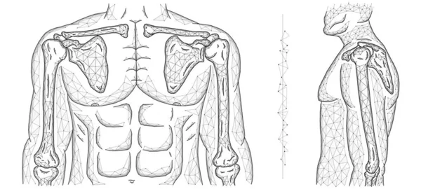 Ilustración Vectorial Poligonal Modelo Humano Articulación Del Hombro Articulación Del — Archivo Imágenes Vectoriales